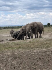 Fototapeta premium elephants in the wild