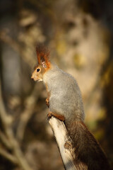 cute squirrel sitting on a stub in autumn park