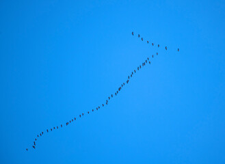 group of Canada goose flying in the sky