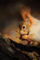 close up portrait of cute squirrel eating nut