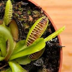 Carnivorous Plant Very Cool Background 