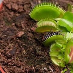 Carnivorous Plant Very Cool Background 