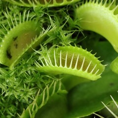 Carnivorous Plant Very Cool Background 