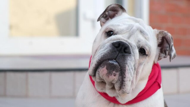 Funny young english bulldog in a red bandage collar looks at the camera and turns his head. Outdoors. Pets Concept
