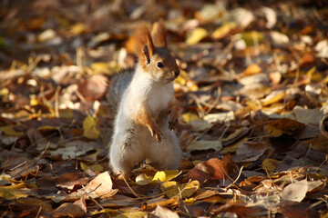 cute squirrel searching food in grass in autumn park