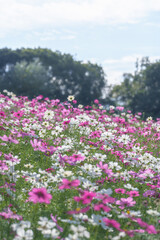 コスモス畑