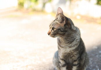 gray cat sitting  on cement floor and looking sideway.