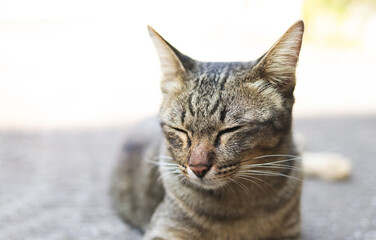 sleepy boring cat lying down on cement floor and close her eyes.
