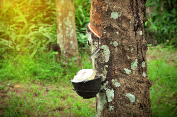 rubber planters Careers are very important to help citizens of southern Thailand.