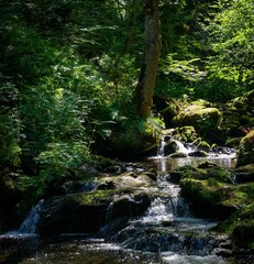 Fototapeta premium Scenic view of a waterfall flowing through rocks covered with greenery in the Black Forest, Germany