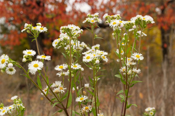 daisies in the field