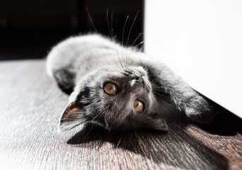 Kitten on the floor in the room in the sun.