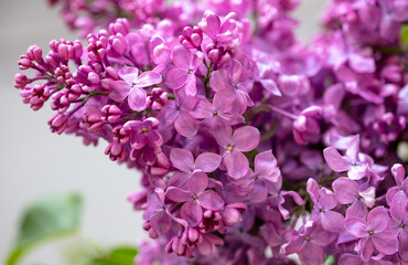 Beautiful lilac flowers in nature.