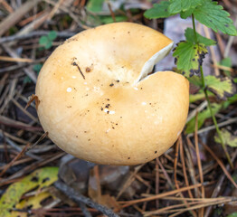 Toadstool mushroom grows in the ground in the forest.