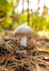 Toadstool mushroom grows in the ground in the forest.