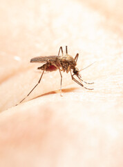 A mosquito drinks blood on human skin.