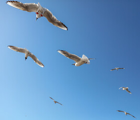 A flock of seagulls in flight against a sky.