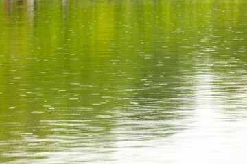 Raindrops on the surface of the water in the pond.