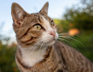 Portrait of a cat in nature.