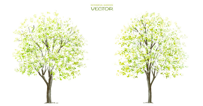Vector watercolor blooming flower tree or forest side view isolated on white background for landscape and architecture drawing,elements for environment or and garden,botanical for section in spring 