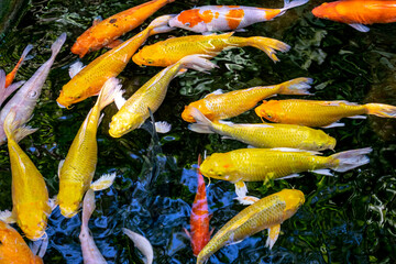 Japanese koi carp fish, a beautiful medium-sized colourful asian fishes swimming in clear freshwater pond background.