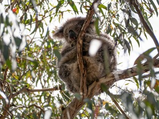 Cute, baby koala on the tree in the jungle