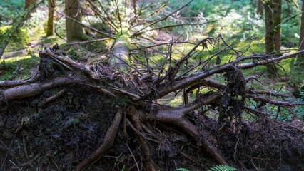 Roots of a fallen tree in Black Forest, Germany.
