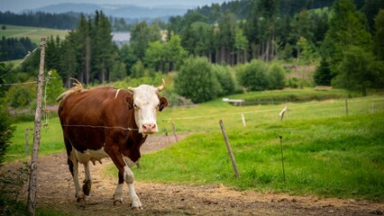 White and brown cow walking on a farm in Black Forest, Germany.
