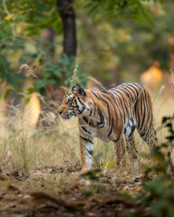 wild bengal female tiger or panthera tigris tigris on prowl in morning for territory marking in natural scenic background at pench national park forest or tiger reserve madhya pradesh india asia