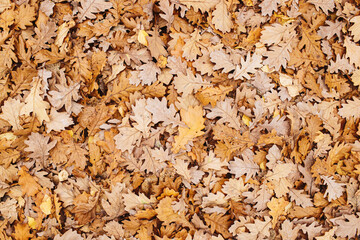 Autumn forest ground background. Golden yellow leaves on the ground. Fall season path in a park texture. Dry vibrant leaf organic landscape. Orange earth backdrop.