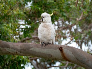 White cockatoo on a tree branch