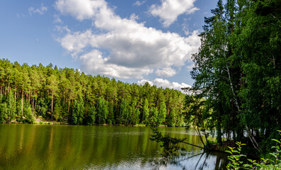 Fototapeta na wymiar Green pine forest on the river bank in summer.