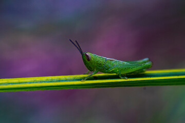 green grasshopper amazing pose on a green steam plant with awesome purple flower background bokeh