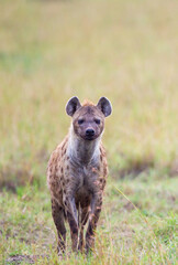 Hyenas young and adults playing around the den in the Masai Mara, Kenya