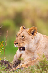 Young cubs of the Marsh Pride play around with the adult lions watching in the grass of the Masai Mara, Kenya