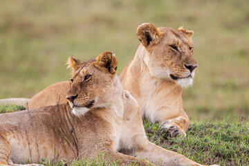 Fototapeta na wymiar Young cubs of the Marsh Pride play around with the adult lions watching in the grass of the Masai Mara, Kenya