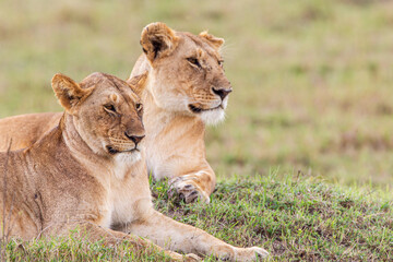 Young cubs of the Marsh Pride play around with the adult lions watching in the grass of the Masai Mara, Kenya