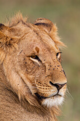 Young cubs of the Marsh Pride play around with the adult lions watching in the grass of the Masai Mara, Kenya