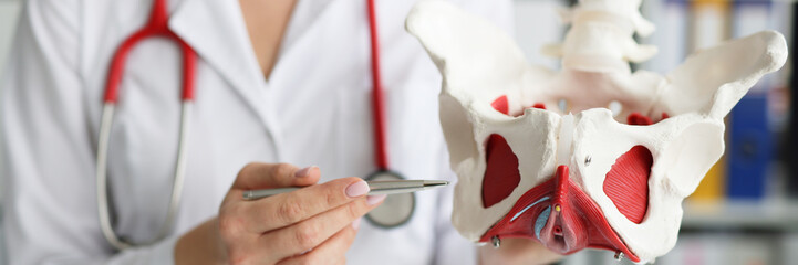 Gynecologist doctor holds model of bones of pelvic floor - obrazy, fototapety, plakaty
