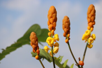 Senna alata is an important medicinal tree. It also known as emperor's candlesticks, candle bush,...