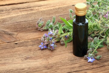 Borago officinalis seed oil in bottle, also known as starflower.  Medicinal oil and flowering borage plant on brown wooden table.