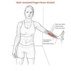Muscle movement. Biceps triceps motion anatomy. Biceps brachii, flexion, extension. Arm and hand contracts, relax gesture. Illustration vector diagram.