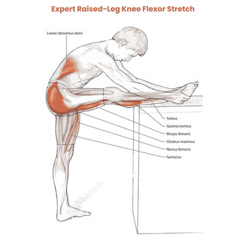 Muscle movement. Biceps triceps motion anatomy. Biceps brachii, flexion, extension. Arm and hand contracts, relax gesture. Illustration vector diagram.
