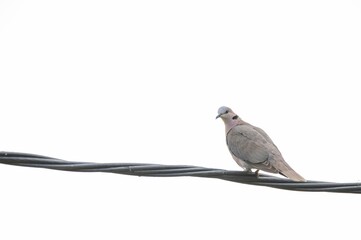 Streptopelia pigeon sitting on the wire with the foggy light sky background, close-up