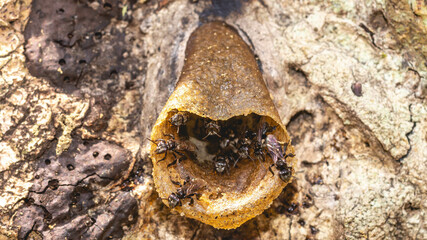Closeup of stingless bee (Trigona sp) in the entrance of the nest. This insect produce high quality of honey, pollen, and propolis for medicinal and industrial purposes - 542344899