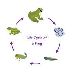 Vector illustration of frog life cycle