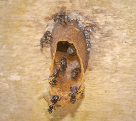 Closeup of stingless bee (Trigona sp) in the entrance of the nest. This insect produce high quality of honey, pollen, and propolis for medicinal and industrial purposes - 542345006