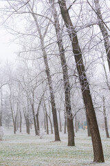 Fototapeta premium Frosty trees in the park in winter, on a foggy day