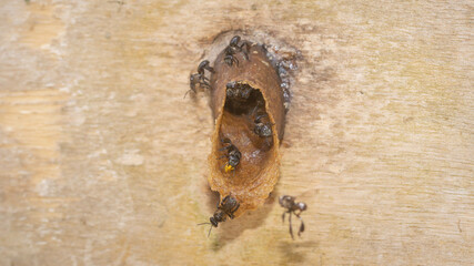 Closeup of stingless bee (Trigona sp) in the entrance of the nest. This insect produce high quality of honey, pollen, and propolis for medicinal and industrial purposes - 542345013