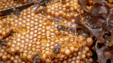 Inside the hive of stingless bee. The eggs of Trigona aitama surrounded by pots of honey - 542345040